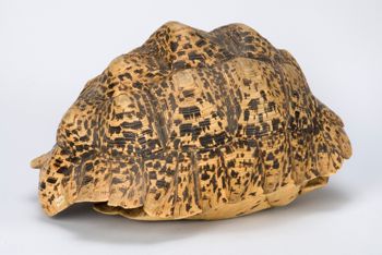 Media type: image;   Herpetology R-18156 Description: Image taken for Time and Time Again exhibit at Collection of Historical Scientific Instruments.;
